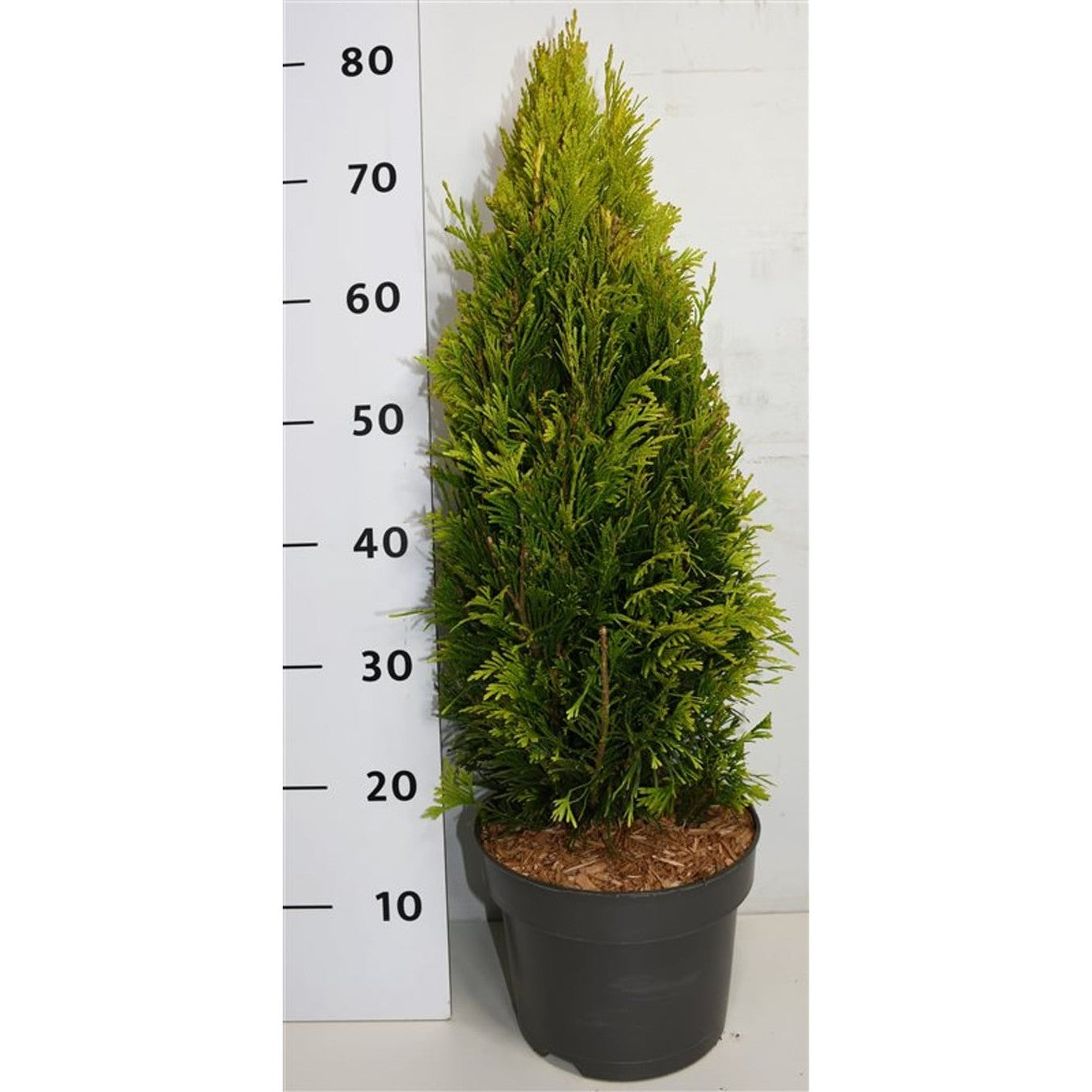 Thuja – Thuja plicata '4 Evergoldy' - C5 50-60 cm.